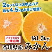 【極早生~早生1.5kg】瀬戸内 香川県産みかん ※ご家庭用(傷あり サイズ不揃い)