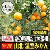 【約1.5kg ご家庭用・サイズ不揃い】高知県産 夏の蜜柑 山北温室みかん