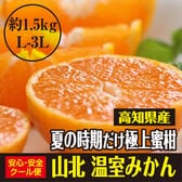 【約1.5kg(L-3L)】高知県産 極上の蜜柑 山北温室みかん