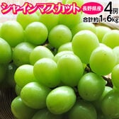 【計約1.6kg(4房)】長野県産シャインマスカット