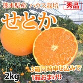 【予約受付】2/14~順次出荷【2kg】秀品 熊本県産 せとか ハウス栽培