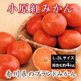 【予約受付】1/14~順次出荷【箱含む約4.0kg(L-3L)】香川県産 小原紅早生みかん