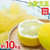 【予約受付】2/3~順次出荷【約10kg】土佐文旦 ご家庭用