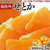 【約2.5kg】佐賀県産 JAからつ せとか  ハウス栽培 規格外品