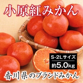 約5.0kg(S-2L)】香川県産 小原紅早生みかんを税込・送料込でお試し