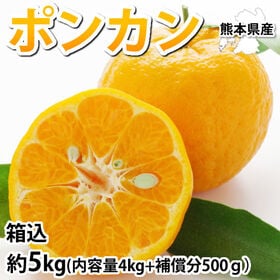 予約受付】1/18~順次出荷【箱込約5kg】熊本県産 ポンカン（傷あり