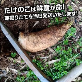 予約受付】4/11~順次出荷【約1.5kg】香川県産 こんぴらタケノコを税込