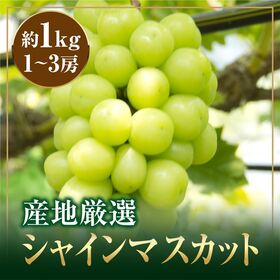 【約1kg(1-3房)】産地厳選シャインマスカット | 毎年大反響♪ 皮ごと食べれる記憶に残る甘さと香りがたまらない♪