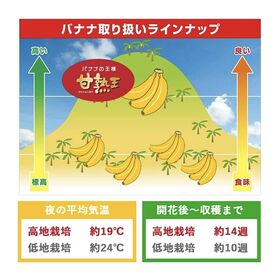 バナナ 2kg (約8-15本) ※1.5kg +500g保証分