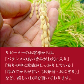 【約5kg】令和6年度産 新米 香川県産コシヒカリ《備蓄にも最適》