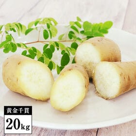 【20kg】白いさつまいも「黄金千貫（こがねせんがん）」