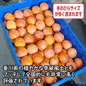 【予約受付】10/25~順次出荷【約2.5kg】香川県柿（ご家庭・不揃い）2箱同時申込で2kgおまけ