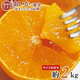 【予約受付】12/5~順次出荷【約2kg(サイズお任せ)】あいか・紅まどんな 同等品種 (ご家庭用) | ゼリーのような食感と甘さと香りに特徴があり、皮は薄くむきにくいのでカットフルーツをおすすめ