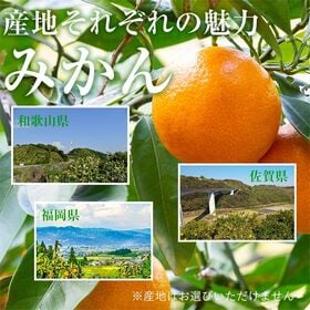 【予約受付】11/10~順次出荷【9~10kg】厳選 温州みかん(傷あり)