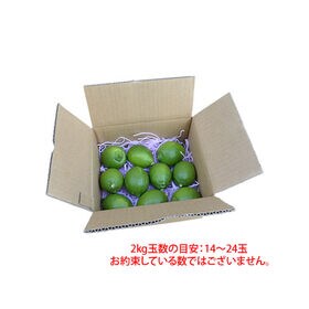 【2kg(S-L)】熊本県産 レモン 国産レモン