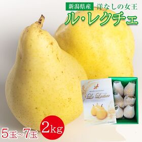 【予約受付】12/9~順次出荷【2kg】洋なしの女王 ル・レクチェ ルレクチェ (化粧箱入) | 緻密な果肉は糖度が高く、ジューシーでなめらかな食感が特徴。5玉~7玉 ※大きさお任せ