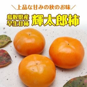 【3kg/8~14玉】秀品　鳥取県産 輝太郎柿