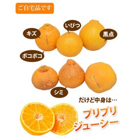 【予約受付】12/20~順次出荷【1.5kg】熊本県産 ハウスデコみかん（ご家庭用、傷あり）