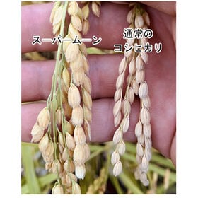 【5kg】新米 令和6年産 山梨県産 特別栽培米 「スーパームーン」 白米