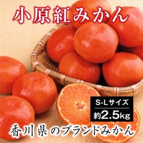 【予約受付】12/6~順次出荷【約2.5kg(S-L)】香川県産 小原紅早生みかん | 紅くて濃厚な甘みが特徴の香川県のブランドみかん♪一度食べたら忘れられない！