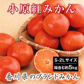 【予約受付】12/9~順次出荷【箱含む約5.0kg(S-2L)】香川県産 小原紅早生みかん | 紅くて濃厚な甘みが特徴の香川県のブランドみかん♪一度食べたら忘れられない！