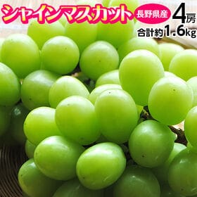 【計約1.6kg(4房)】長野県産シャインマスカット