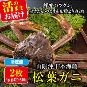 【予約】12/9~週末土日着で出荷【2枚×(470-540g)】山陰沖日本海産 活きた松葉ガニ | 甘い身と濃厚なミソは絶品♪ 刺身 焼き 鍋など！この時期だけ水揚げが許される松葉ガニ！