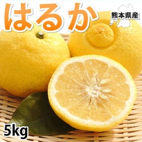 【予約受付】1/21~順次出荷【5kg】熊本県産 はるか 秀品