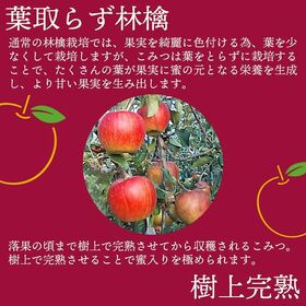 【予約受付】12月中旬~順次出荷【青森】約1kg　 青森産こみつ