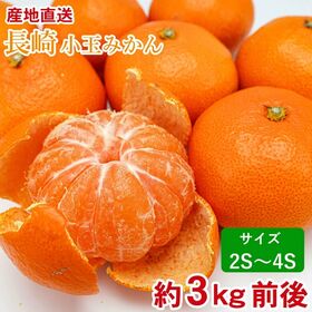 【約3kg前後/2S~4Sサイズ】長崎小みかん 小玉温州みかん(傷あり) | 小玉みかんは酸味が少なく味が濃いのが特徴です。