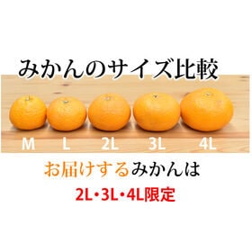 【予約受付】1/23~順次出荷【約5kg】 大玉みかん 秀品 金峯 青島 熊本県産