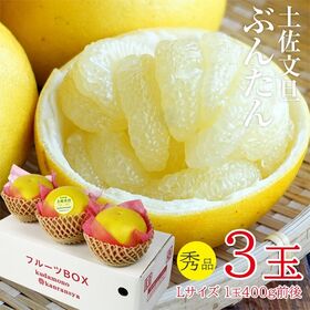 【予約受付】12/21~順次出荷【3玉】土佐文旦 秀品 | プチプチと弾ける食感と爽やかな後味がやみつきになります。