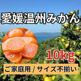 【10kg】愛媛県西宇和産 温州みかん（ご家庭用/サイズ不選別）