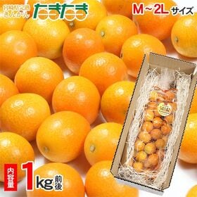 【予約受付】1/25~順次出荷【1kg前後/M~2Lサイズ】宮崎県産 きんかんたまたま | 糖度も高くきんかんではなかなか味わうことのない甘み