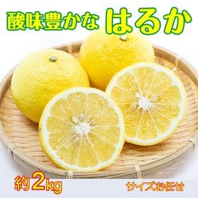 【予約受付】1/20~順次出荷【約2kg】長崎県産 はるか ご家庭用・傷あり ※サイズお任せ | はるかは香りがよく糖度は高めで、酸味が少なくさわやかな風味。