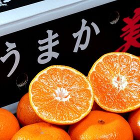 【約5kg】佐賀県産みかん うまか美人『(超大玉2L〜3Lサイズ)』 | 数量限定“食べ応え”と“甘さ”を両立した大玉みかん