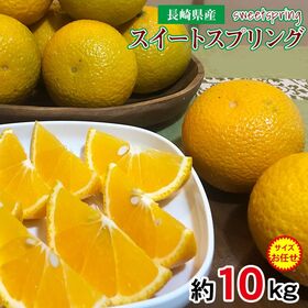 【予約受付】1/25~順次出荷【約10kg/サイズお任せ】長崎県産スイートスプリング (傷有) | 爽やかな香りに上品な甘み♪親は「上田温州」×「ハッサク」です！