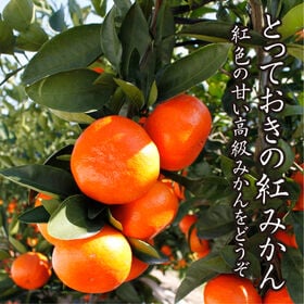 【予約受付】1/14~順次出荷【箱含む約4.0kg(L-3L)】香川県産 小原紅早生みかん