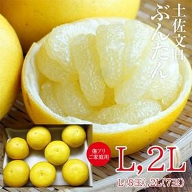 【Lサイズ8玉or2Lサイズ7玉】土佐文旦　ご家庭用(傷あり) | プチプチと弾ける食感と爽やかな後味がやみつきになります。