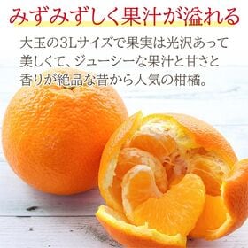 【約9kg/3Lサイズ・大玉】伊予柑 秀品・優品