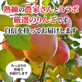 【約10kg(秀品 大玉 24-28玉)】青森県産サンふじりんご