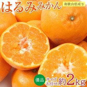 【約2kg/サイズ・産地お任せ】はるみ　優品 | 糖度が高くて適度な酸味と、  プリプリと した食感で深み味わいをお楽しみください♪