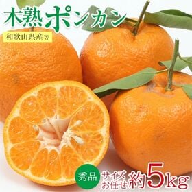 【約5kg/サイズお任せ】木熟ぽんかん 秀品 | 糖度が高くて適度な酸味と、  プリプリと した食感で深み味わいをお楽しみください♪