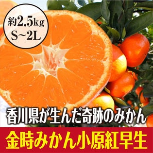 約2 5kg S 2l 香川県産 小原紅早生みかんを税込 送料込でお試し サンプル百貨店 サンタの贈り物