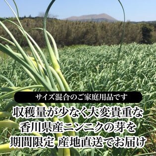 約1kg サイズ混合 ご家庭用 にんにくの芽 香川県産 新鮮採れたてニンニクの芽を税込 送料込でお試し サンプル百貨店 サンタの贈り物