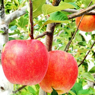 特秀 6玉】青森県産りんご サンふじ (専用箱入)を税込・送料込でお試し