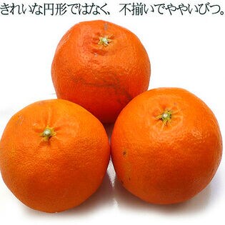 約5kg】愛媛県産 甘平(かんぺい)(ご家庭用・傷あり)を税込・送料込でお