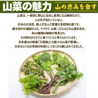 250g】山形県産 促成山菜 行者にんにく 50g×5パック(クール便)を税込