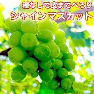 【予約受付】9/5~順次出荷【約800g】農家さんもぐもぐ シャインマスカット ご家庭用