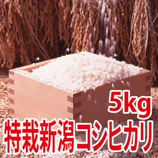 【5kg×1袋】令和6年産 新米 特別栽培米新潟県阿賀野産コシヒカリ